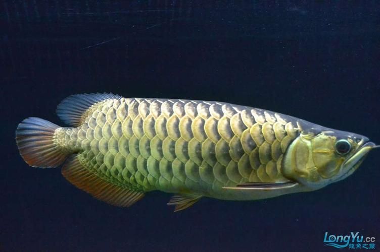 金龍魚用白燈還是黃燈更健康？（金龍魚使用白燈和黃燈哪個更養(yǎng)眼？）