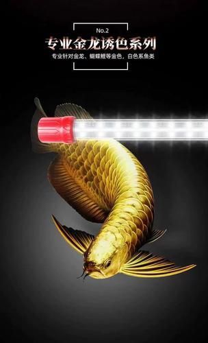 金龍魚用白燈還是黃燈更健康？（金龍魚使用白燈和黃燈哪個更養(yǎng)眼？）