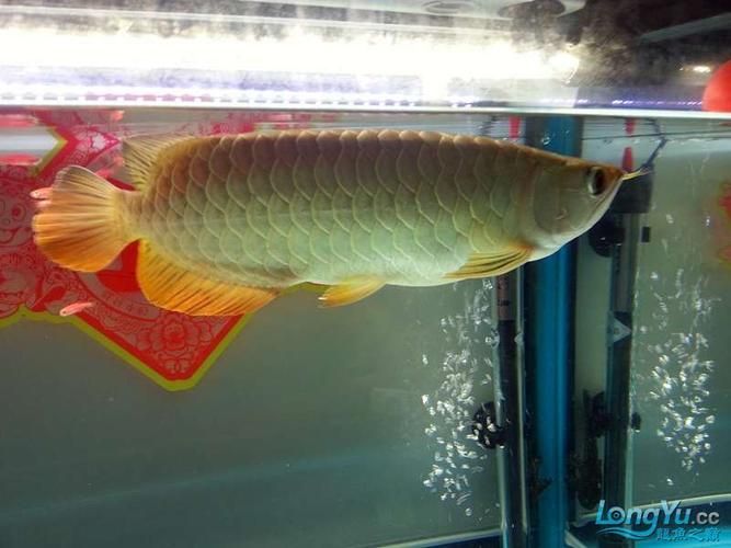 金龍魚用白燈還是黃燈更健康？（金龍魚使用白燈和黃燈哪個更養(yǎng)眼？）
