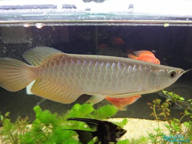 金龍魚用白燈還是黃燈更健康？（金龍魚使用白燈和黃燈哪個更養(yǎng)眼？）