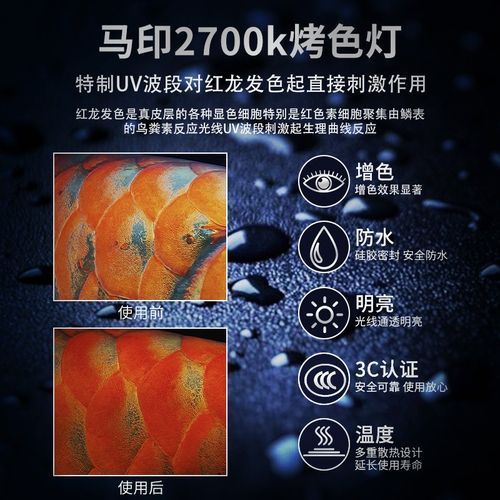 金龍魚用白燈還是黃燈更健康？（金龍魚使用白燈和黃燈哪個更養(yǎng)眼？）