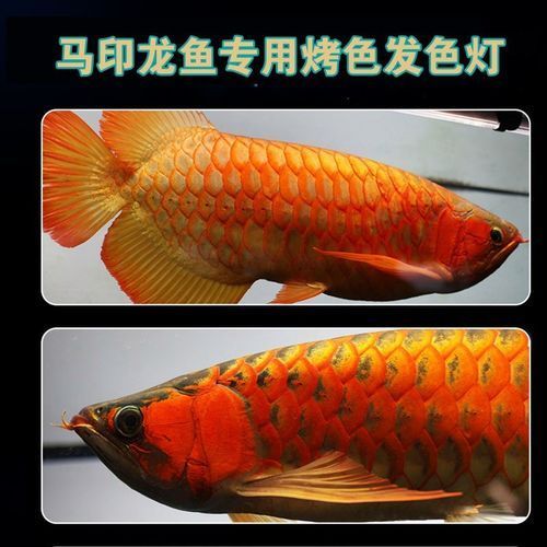 金龍魚用白燈還是黃燈更健康？（金龍魚使用白燈和黃燈哪個更養(yǎng)眼？）