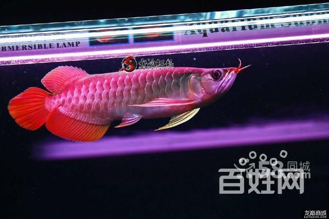給我推薦一些泗水龍魚的知名品牌（泗水龍魚養殖業泗水龍魚養殖企業泗水龍魚養殖有限公司）