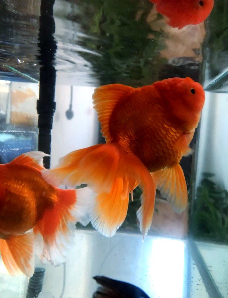 寶坻龍魚養殖需要哪些技術？（寶坻循環水系統養殖技術）