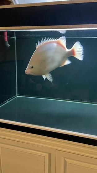 白色突變系虎斑恐龍魚的價格是多少?(揭開白色突變系虎斑恐龍魚價格之謎) 龍魚百科 第2張 白色突變系虎斑恐龍魚的價格是多少?(揭開白色突變系虎斑恐龍魚價格之謎) 白色突變系虎斑恐龍魚的價格是多少?(揭開白色突變系虎斑恐龍魚價格之謎) 龍魚百科 第2張