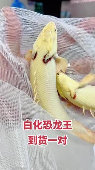 白色突變系虎斑恐龍魚的價格是多少?(揭開白色突變系虎斑恐龍魚價格之謎) 龍魚百科 第3張 白色突變系虎斑恐龍魚的價格是多少?(揭開白色突變系虎斑恐龍魚價格之謎) 白色突變系虎斑恐龍魚的價格是多少?(揭開白色突變系虎斑恐龍魚價格之謎) 龍魚百科 第3張
