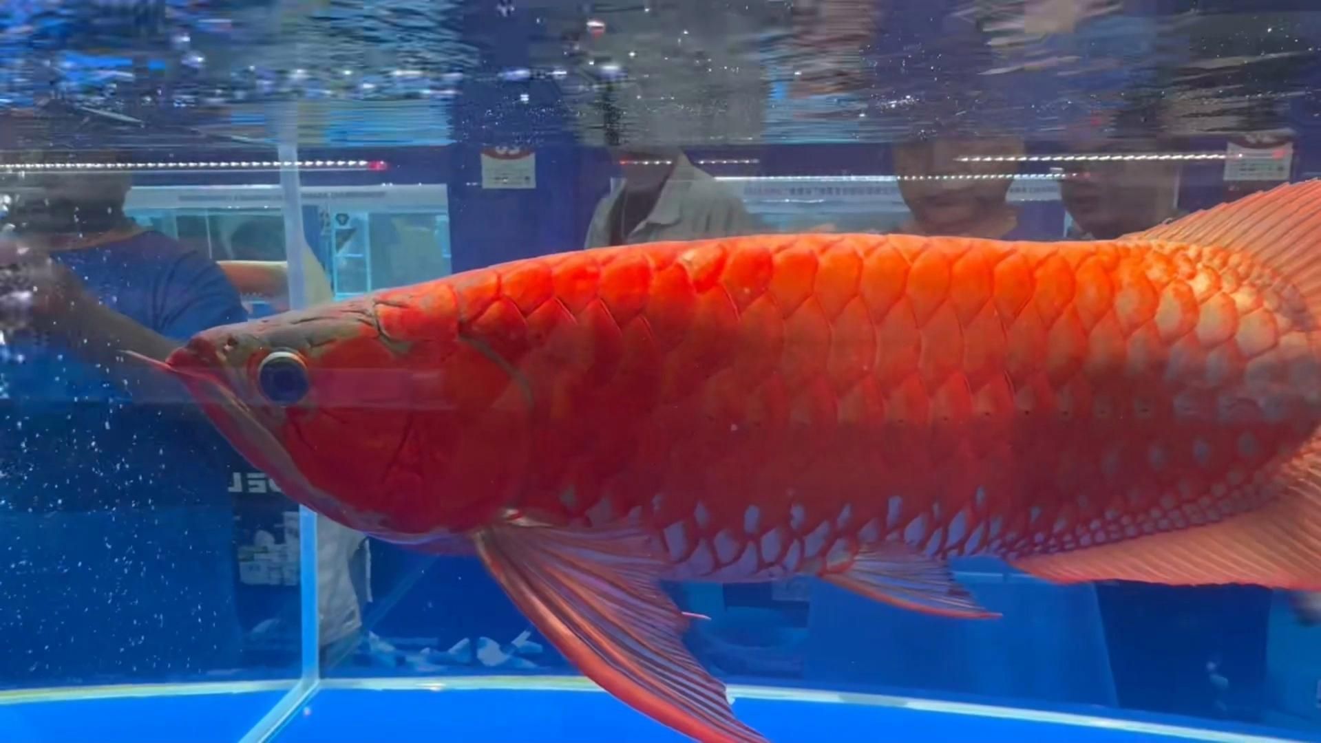 如何參與2025年龍魚大賽的報(bào)名？（2025年長城杯世界龍魚大賽報(bào)名流程圖、賽事現(xiàn)場圖和獲獎(jiǎng)魚只視頻）