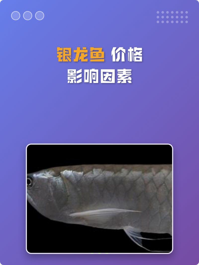 小型龍魚的價格范圍是多少？（小型龍魚價格及選購指南,小型龍魚選購避坑指南） 小型龍魚的價格范圍是多少？（小型龍魚價格及選購指南,小型龍魚選購避坑指南） 龍魚百科 第5張