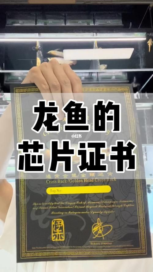 如何合法交易渝北龍魚？（合法買賣渝北龍魚的全流程詳解）
