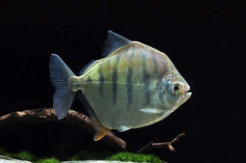 祥龍魚場的虎紋銀板魚價格是多少？（祥龍魚場的虎紋銀板魚價格）