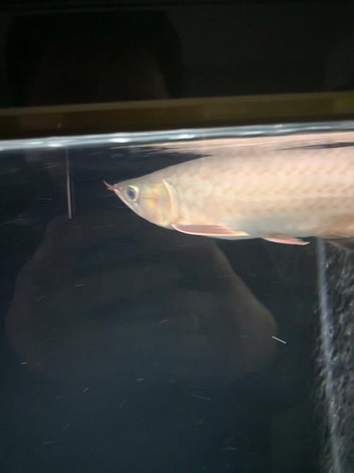 如何判斷龍魚胡須是否外力損傷？（如何判斷龍魚胡須外力損傷）