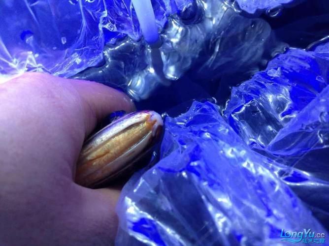 如何判斷龍魚胡須是否外力損傷？（如何判斷龍魚胡須外力損傷）