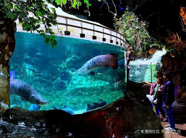 金龍魚和巨骨舌魚的價格差異大嗎？（金龍魚與巨骨舌魚價格差異） 金龍魚和巨骨舌魚的價格差異大嗎？（金龍魚與巨骨舌魚價格差異） 龍魚百科 第4張