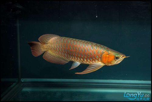 紅龍魚鱗片紅框有哪些類型？（紅龍魚的發色特點）