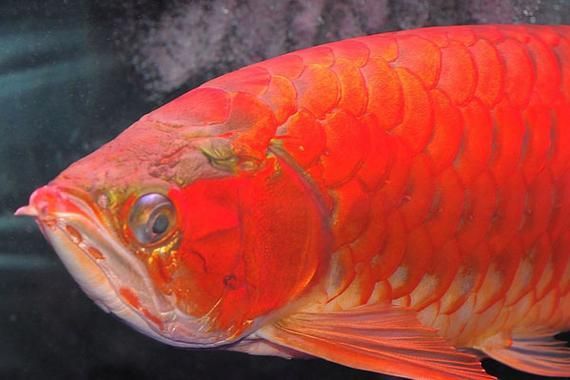 紅龍魚鱗片紅框有哪些類型？（紅龍魚的發色特點）