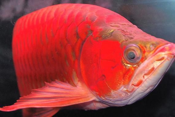 紅龍魚鱗片紅框有哪些類型？（紅龍魚的發色特點）