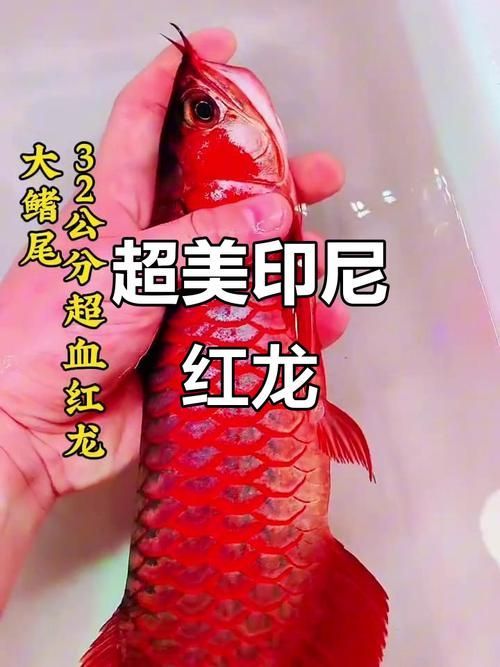 紅龍魚鱗片紅框有哪些類型？（紅龍魚的發色特點）