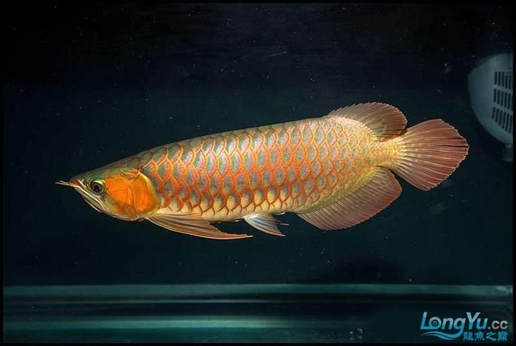 紅龍魚鱗片紅框有哪些類型？（紅龍魚的發色特點）