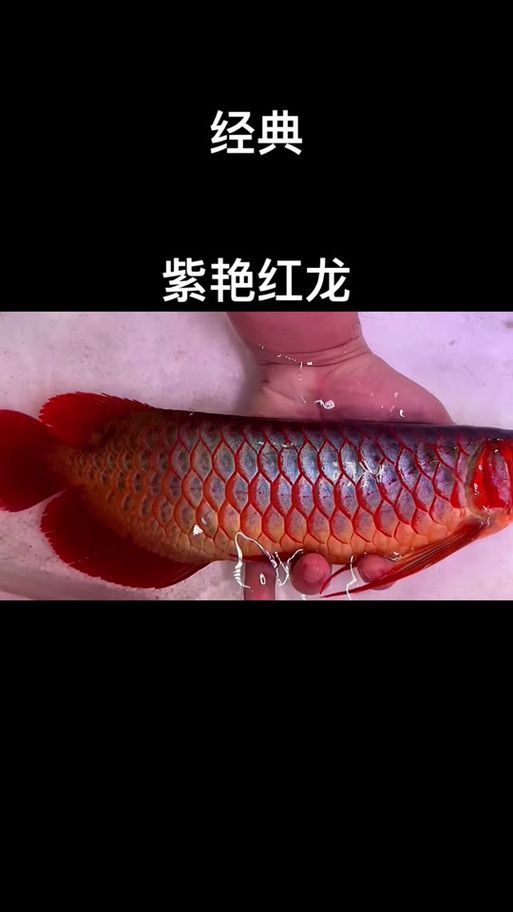 紅龍魚鱗片紅框有哪些類型？（紅龍魚的發色特點）