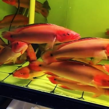 胭脂孔雀龍魚有哪些常見品種？（如何區分胭脂孔雀龍）