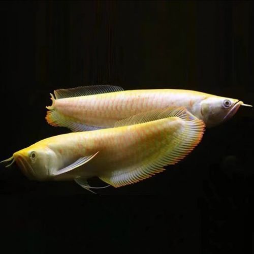 給我推薦一些與臺灣龍魚相似的品種（臺灣龍魚的飼養(yǎng)指南）