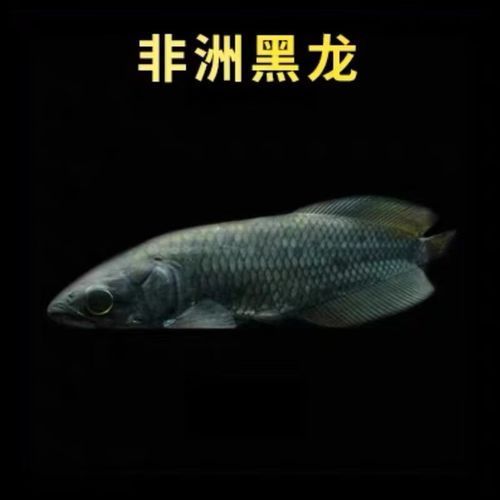 給我推薦一些與臺灣龍魚相似的品種（臺灣龍魚的飼養(yǎng)指南）