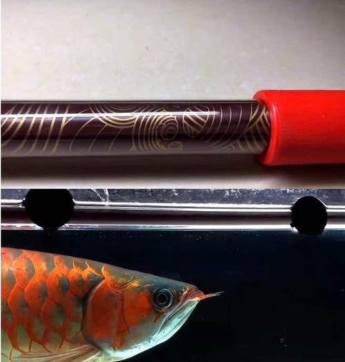 龍魚燈6700K與6500K哪個更適合金龍魚？（金龍魚6700k和6500k燈光使用技巧）