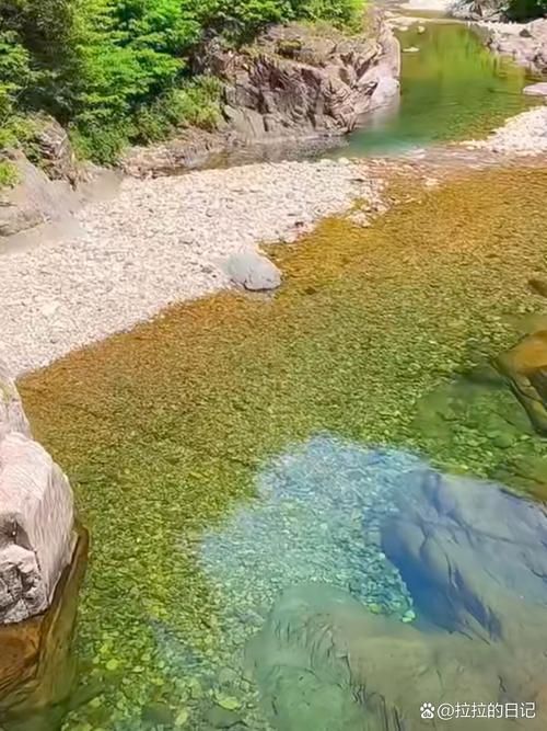 獨(dú)山龍魚的生長(zhǎng)環(huán)境是什么樣的？（獨(dú)山龍魚生長(zhǎng)環(huán)境）