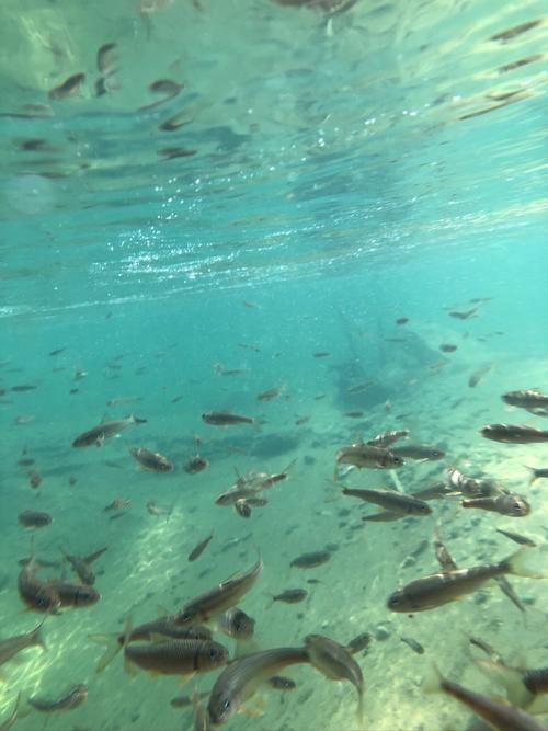 獨(dú)山龍魚的生長(zhǎng)環(huán)境是什么樣的？（獨(dú)山龍魚生長(zhǎng)環(huán)境）