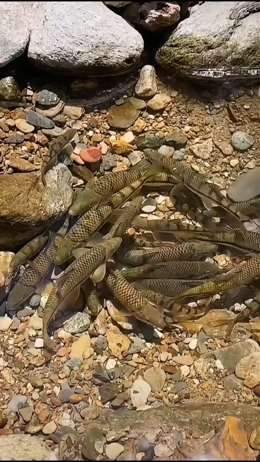 獨(dú)山龍魚的生長(zhǎng)環(huán)境是什么樣的？（獨(dú)山龍魚生長(zhǎng)環(huán)境）