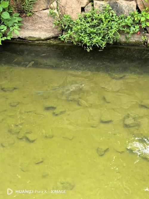 獨(dú)山龍魚的生長(zhǎng)環(huán)境是什么樣的？（獨(dú)山龍魚生長(zhǎng)環(huán)境）