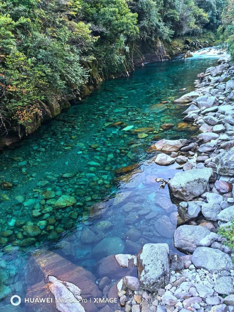 獨(dú)山龍魚的生長(zhǎng)環(huán)境是什么樣的？（獨(dú)山龍魚生長(zhǎng)環(huán)境）