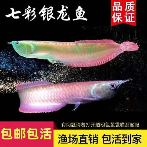 黃化銀龍魚(yú)和銀龍魚(yú)哪個(gè)更有價(jià)值？（黃化銀龍魚(yú)有哪些品相差異？）