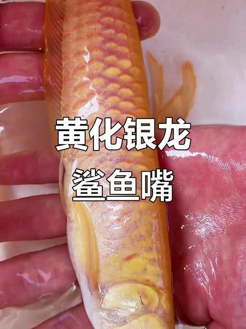 黃化銀龍魚(yú)和銀龍魚(yú)哪個(gè)更有價(jià)值？（黃化銀龍魚(yú)有哪些品相差異？）