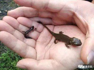 火龍魚蠑螈冬眠后如何判斷是否活著？（如何判斷東方蠑螈是否存活）