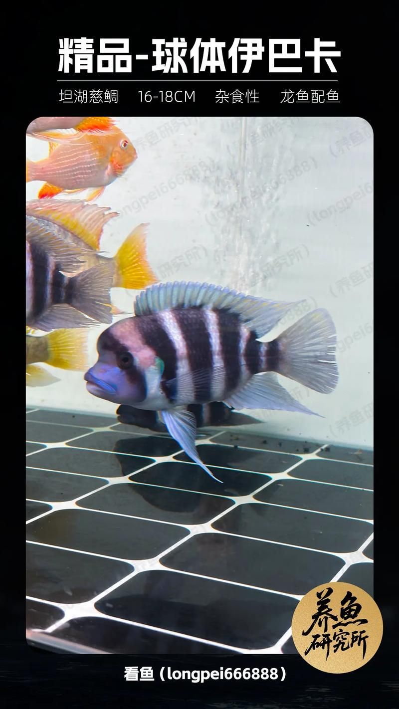 伊巴卡和龍魚混養需要多大的魚缸？（伊巴卡（ibaqa與非洲慈鯛混養所需的魚缸尺寸建議）