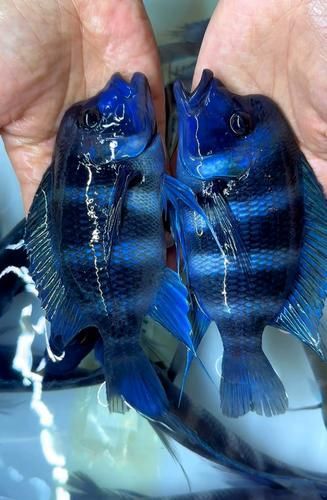 伊巴卡和龍魚混養需要多大的魚缸？（伊巴卡（ibaqa與非洲慈鯛混養所需的魚缸尺寸建議）