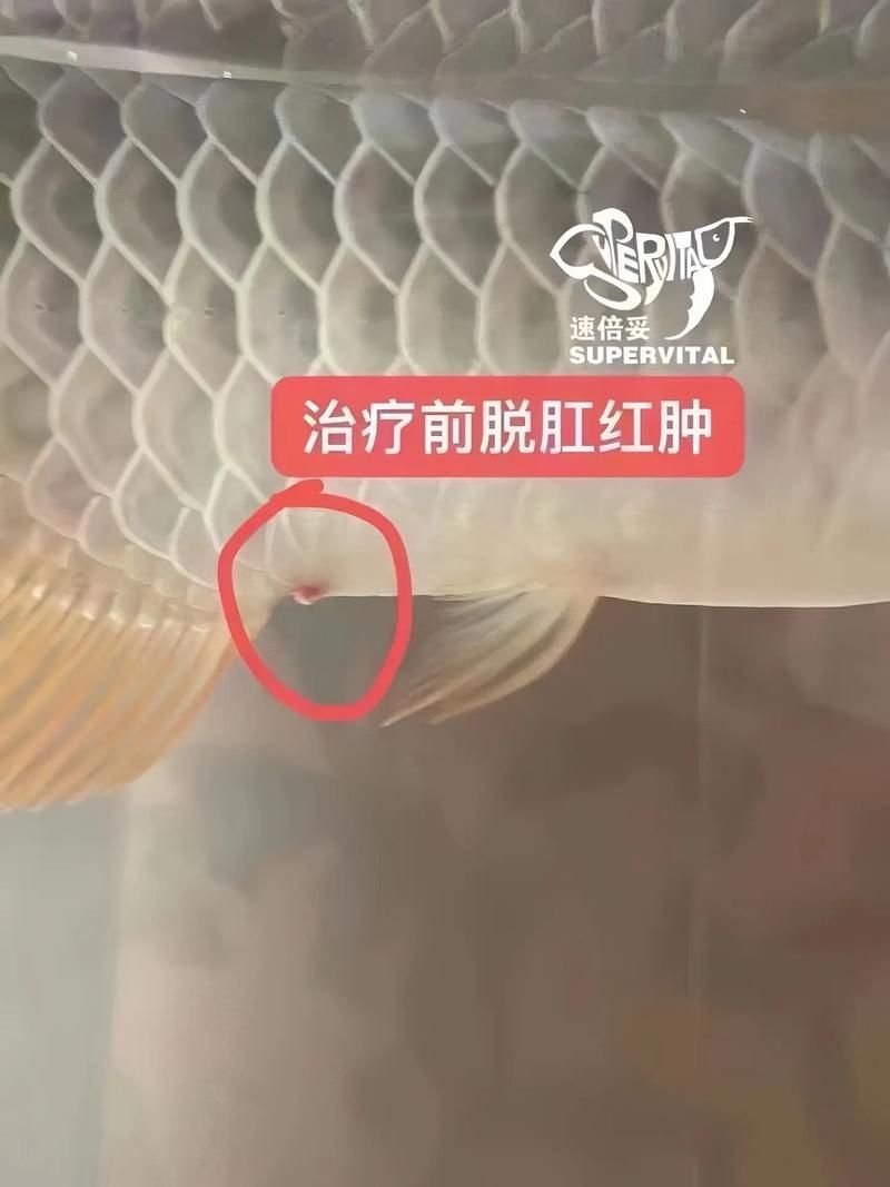如何預防龍魚腸胃問題？（如何科學預防龍魚腸胃問題）