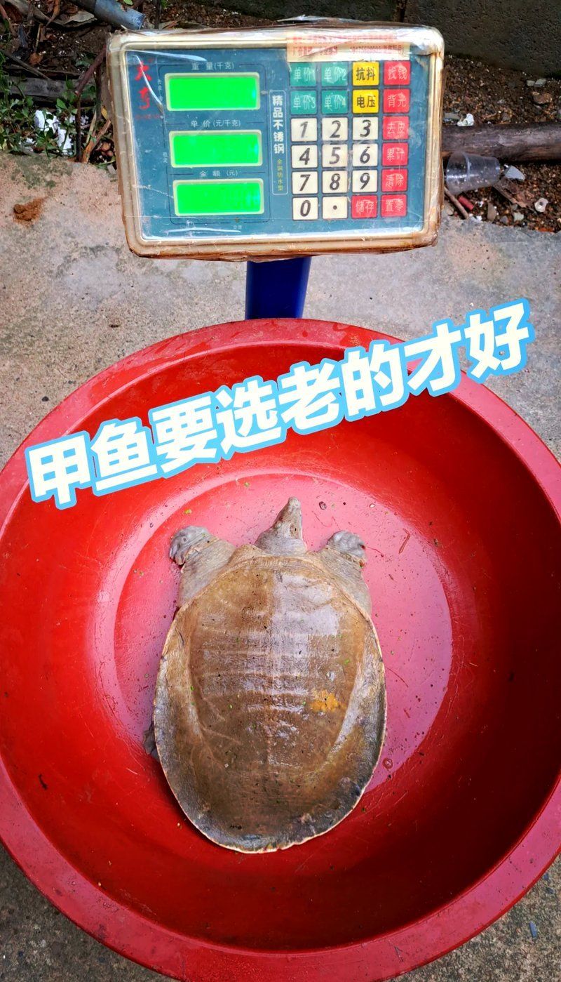 清流龍魚和清鱉哪個更有營養（清流龍魚和清流鱉魚的區別）