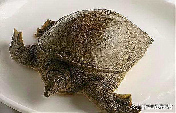 <strong><mark>清流</mark></strong>龍魚和清鱉哪個更有營養（<strong><mark>清流</mark></strong>龍魚和<strong><mark>清流</mark></strong>鱉魚的區別）