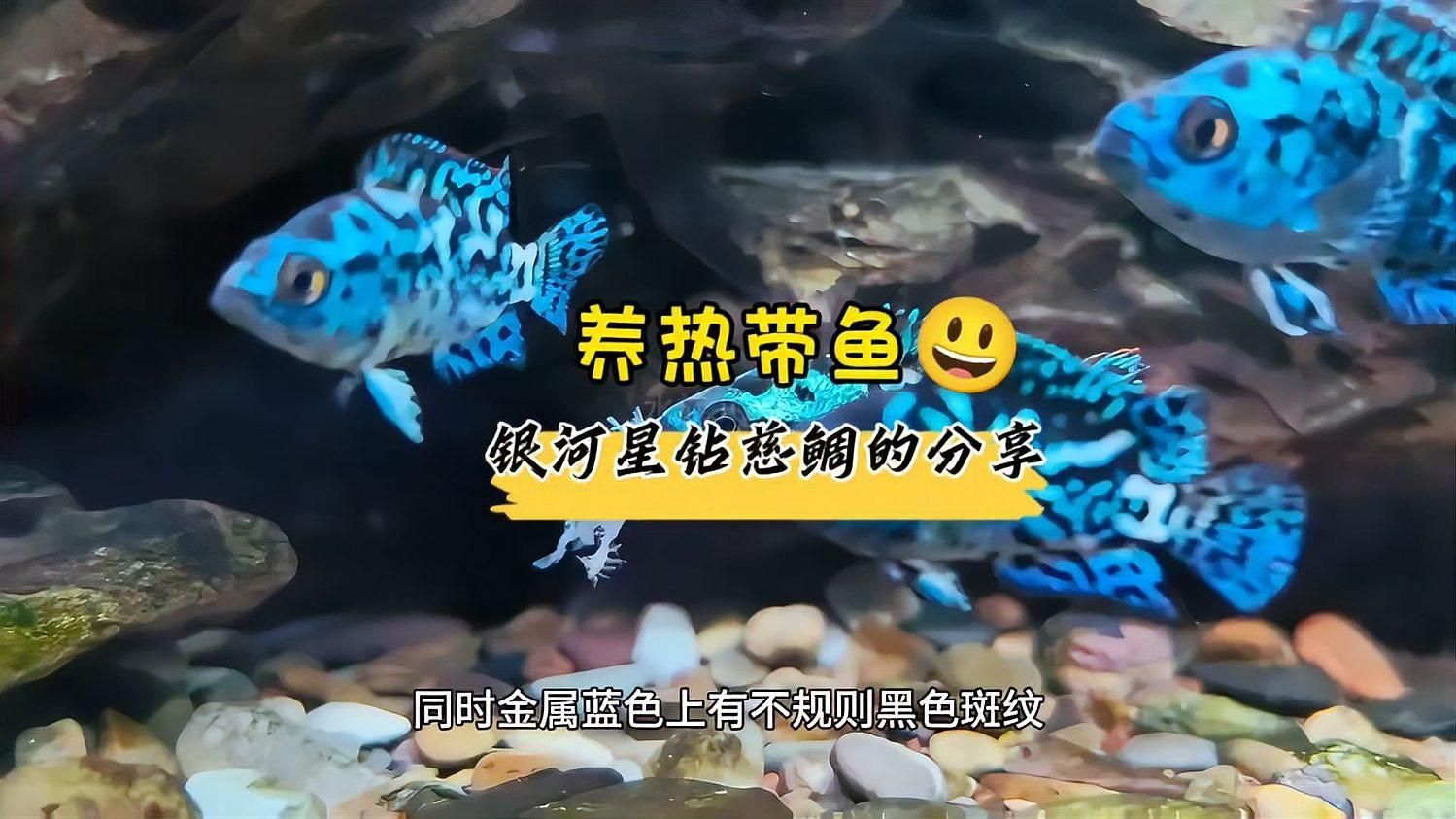 銀河星鉆魚需要多大的魚缸？（銀河星鉆魚怎么養？）