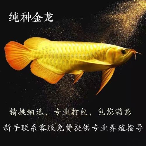 市場上有哪些知名的過背金龍魚品種？（市場上常見的過背金龍魚品種包括紫底過背金龍魚紫底）