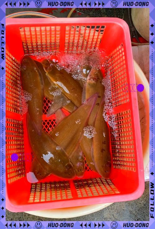 如何判斷沙龍魚是否新鮮（如何判斷沙龍魚新鮮度？）