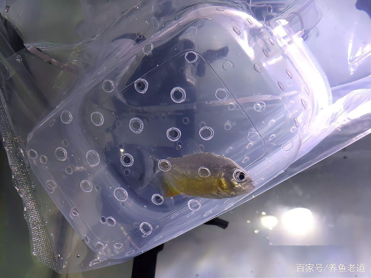 如何判斷龍魚是否健康、無病？（——權威健康評估指南（1000字詳解+配圖））