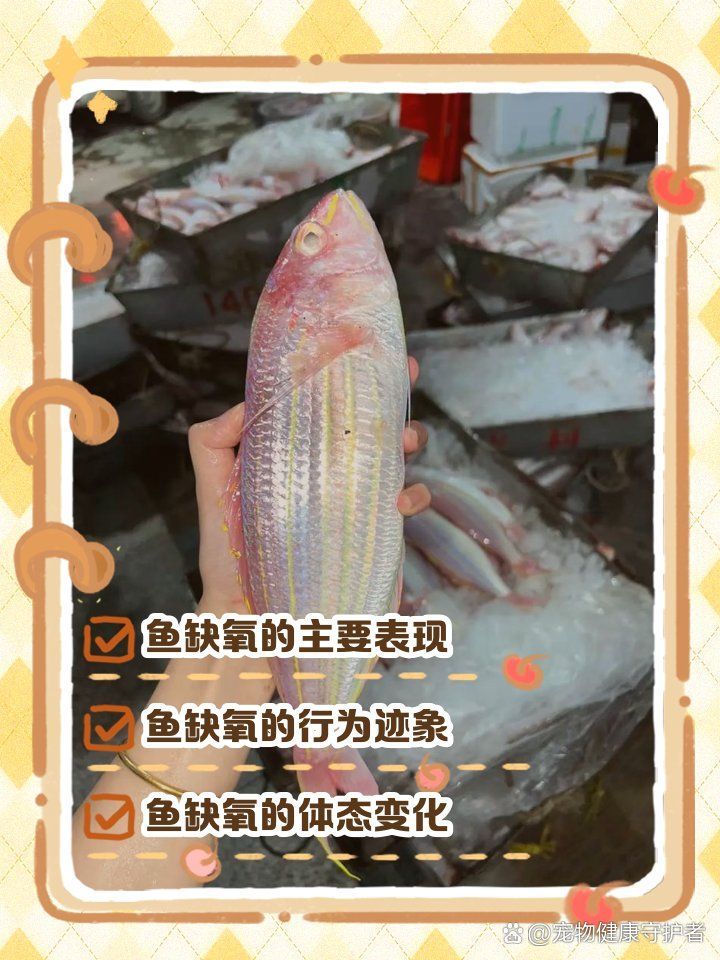 金龍魚張嘴是缺氧嗎？（金龍魚在水面張嘴最常見的原因是水中缺氧，但并非唯一原因）