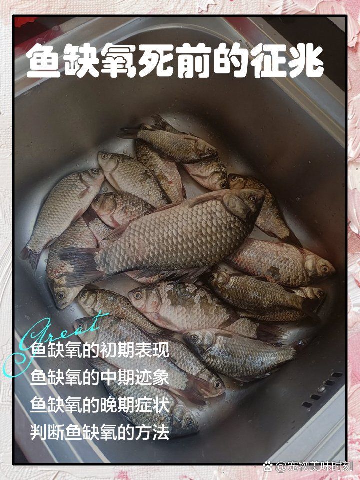 金龍魚張嘴是缺氧嗎？（金龍魚在水面張嘴最常見的原因是水中缺氧，但并非唯一原因）