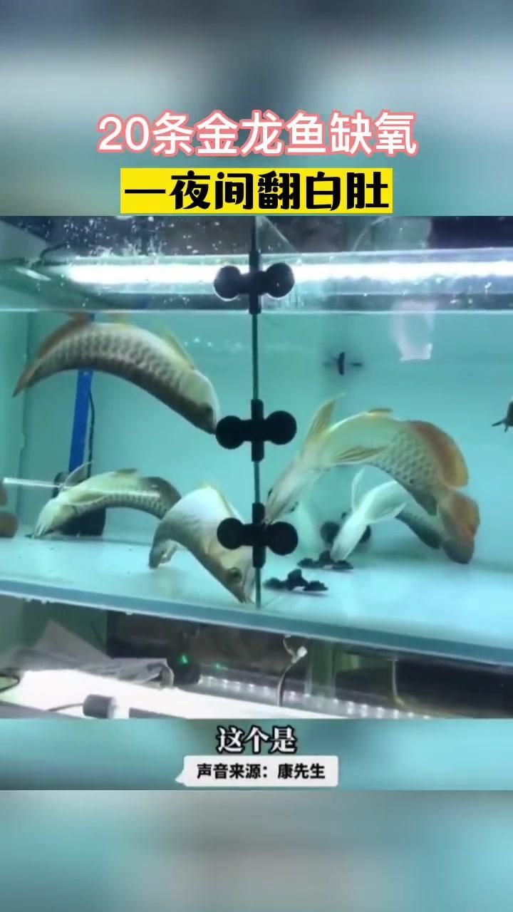 金龍魚張嘴是缺氧嗎？（金龍魚在水面張嘴最常見的原因是水中缺氧，但并非唯一原因）