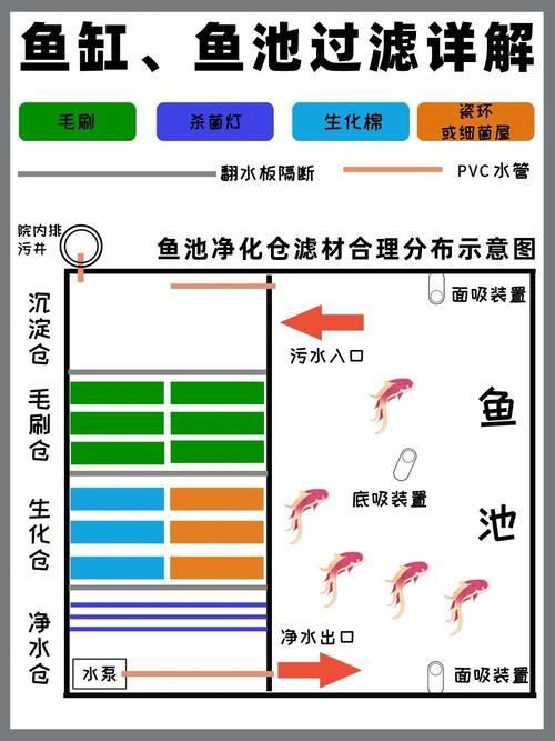 如何預(yù)防龍魚感染這三種疾病？（關(guān)于龍魚三大常見疾病的預(yù)防）