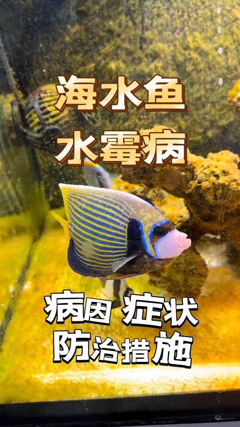 如何預(yù)防龍魚感染這三種疾??？（關(guān)于龍魚三大常見疾病的預(yù)防）