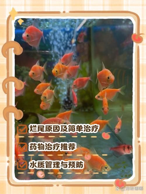如何預(yù)防龍魚感染這三種疾??？（關(guān)于龍魚三大常見疾病的預(yù)防）